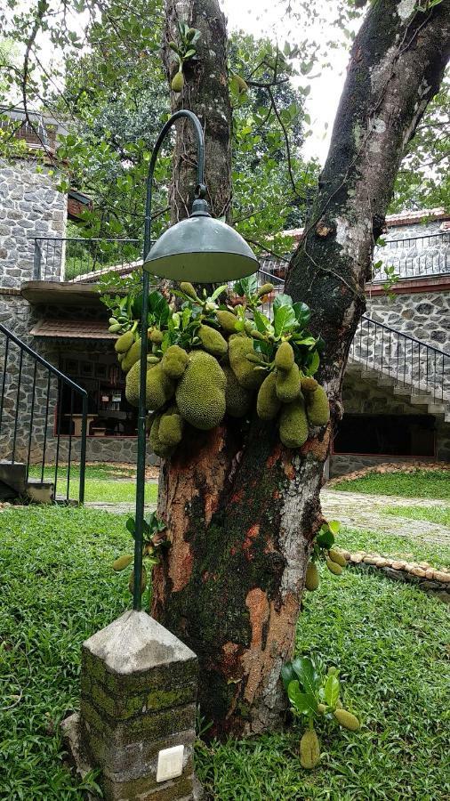 Bed and Breakfast Wildernest Thekkady Esterno foto