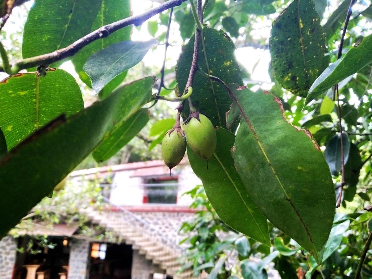 Bed and Breakfast Wildernest Thekkady Esterno foto