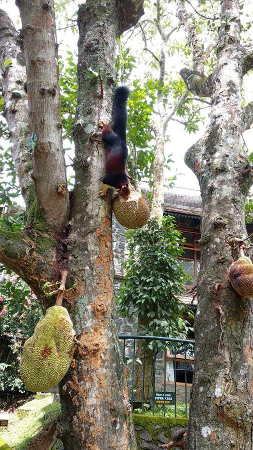 Bed and Breakfast Wildernest Thekkady Esterno foto